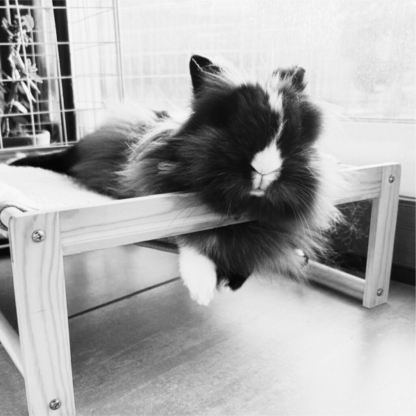 Arya - Lapin