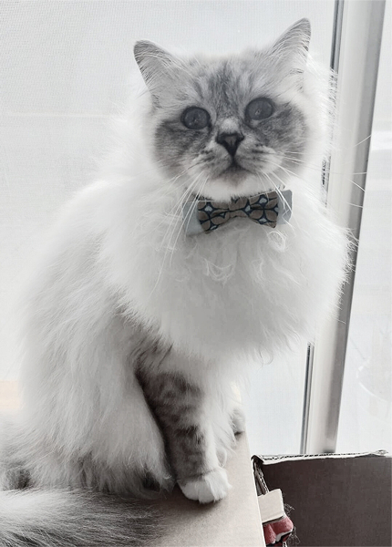 Boss Moustache Club